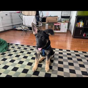 Meet your Posher, Vincent